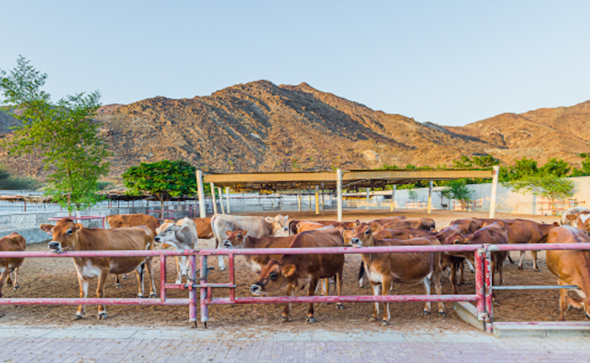UAE’s Rumailah Farms Offers Public Behind-the-Scenes Look at Expansive Dairy Facility