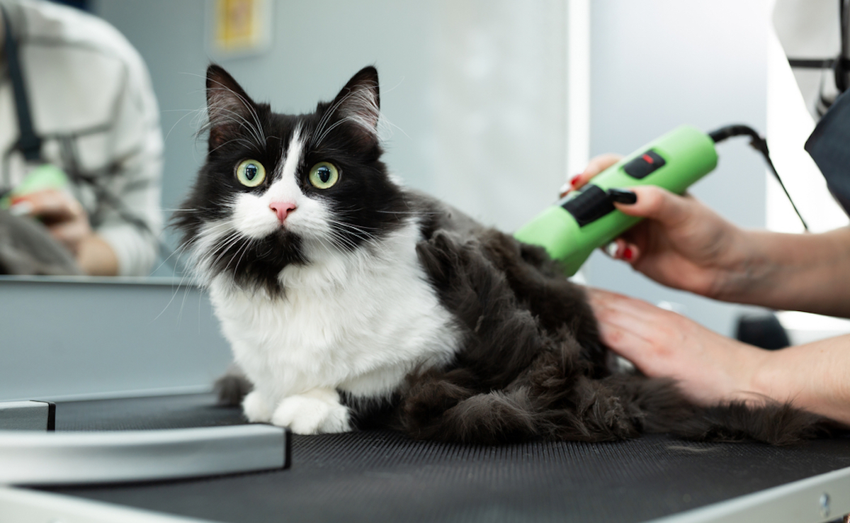 Generations Y and Z take more care of their pets