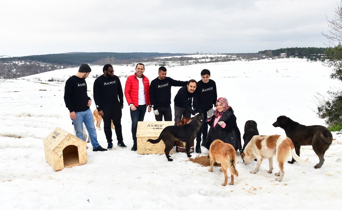 Domestic furniture company hasn't forgotten stray animals 