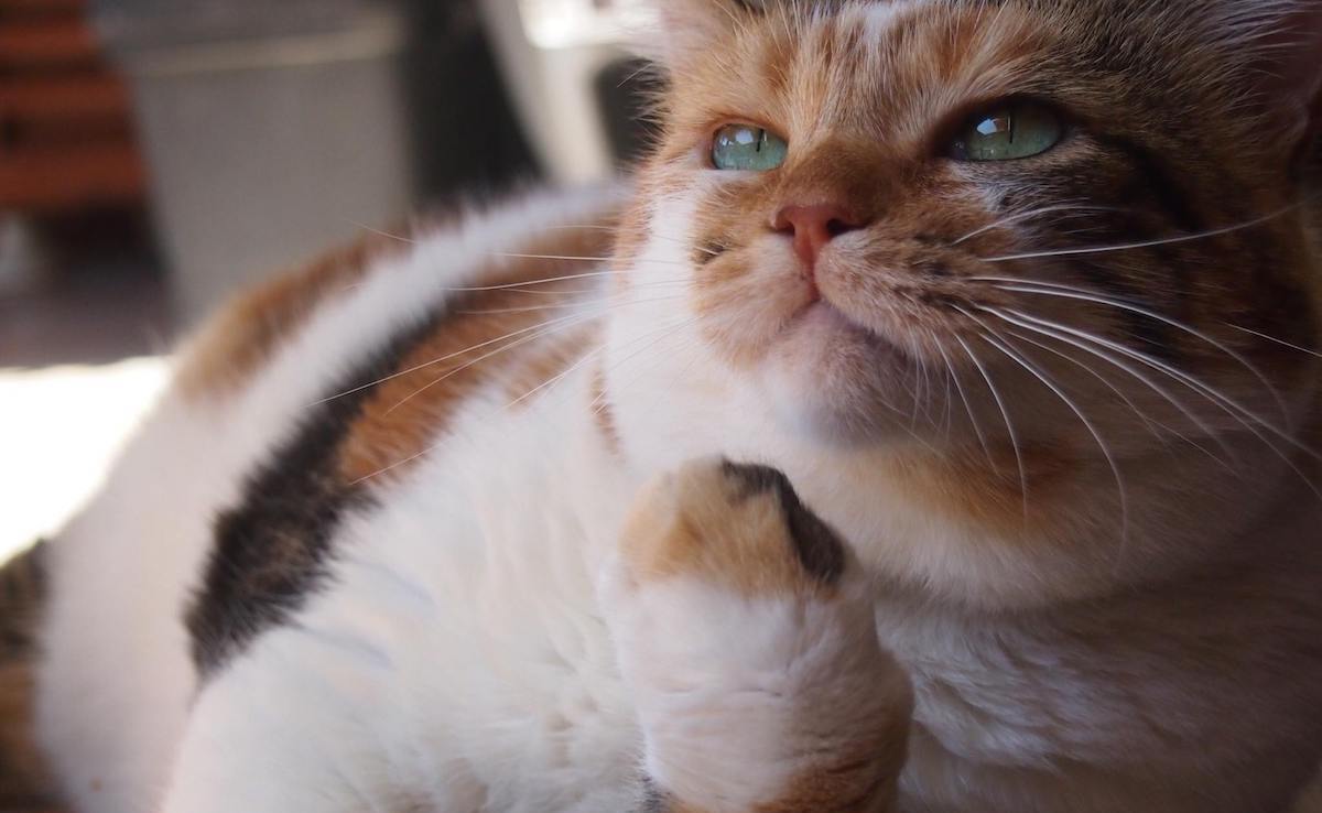 Beloved cat of the screens, Zümrüt Şaziye continues to lend a hand to those in need