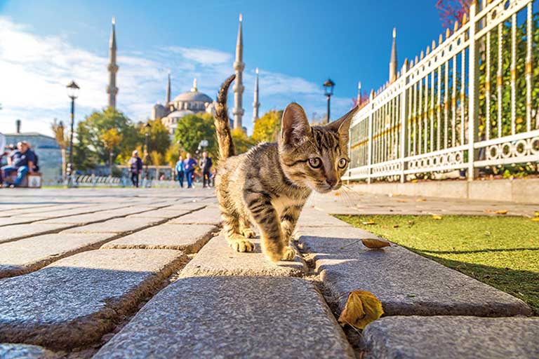The number of tourists in Istanbul increased by 50% in the first 5 months and exceeded 5 million. Year-end target, 13 million!