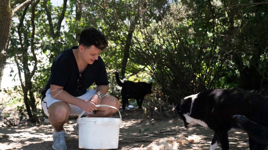 Burak Güngör calls for help for over a thousand dogs in the Beykoz Forest