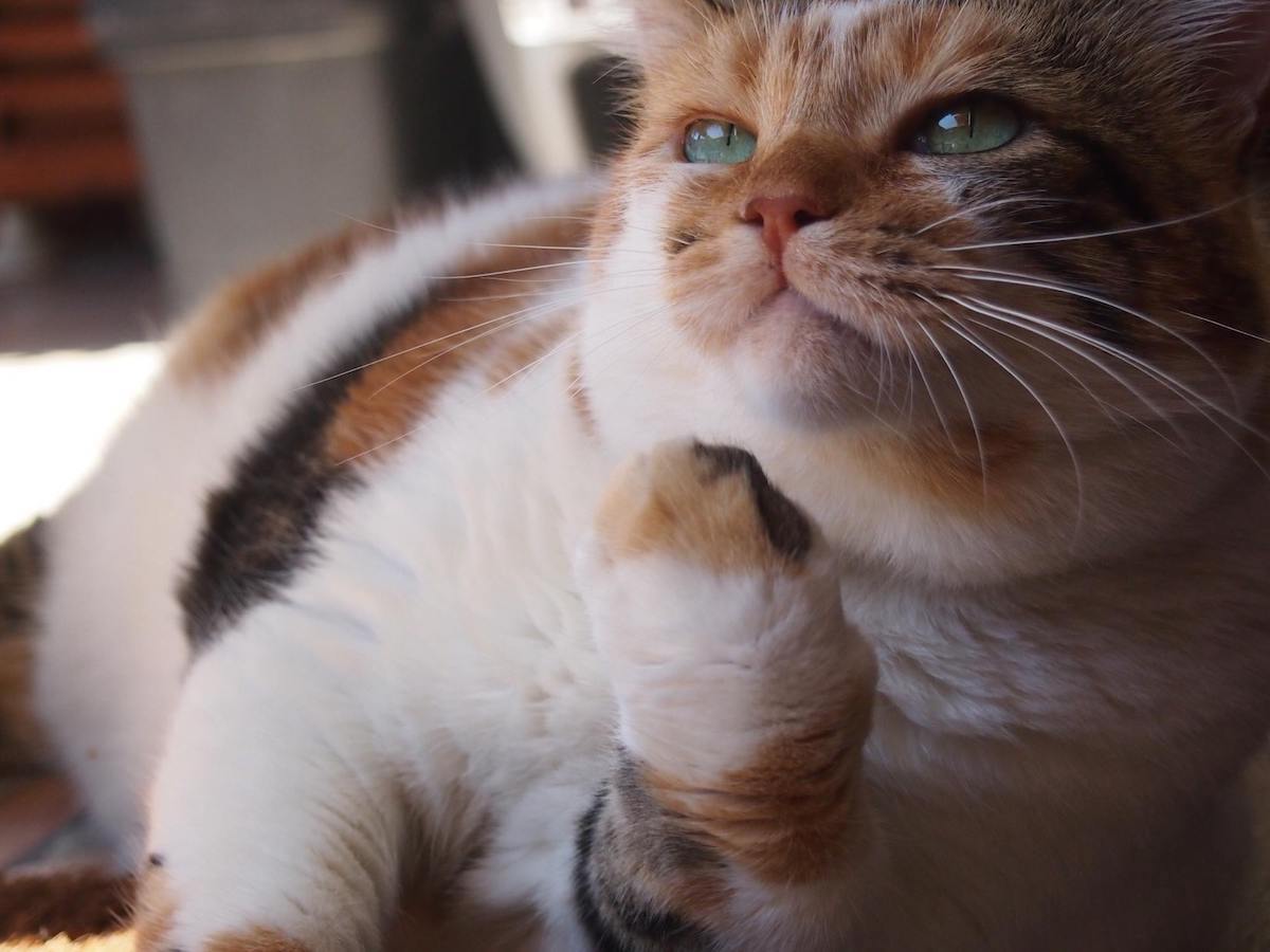 The beloved cat of the screens, Zümrüt Şaziye brings aid to stray animals