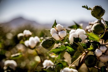 The US cotton industry to hold its first virtual event in Turkey