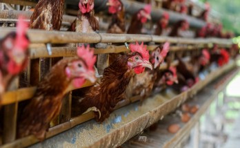 Established brands of Turkey are also signing the Cage-Free Turkey movement