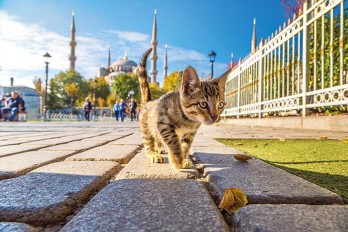 The number of tourists in Istanbul increased by 50% in the first 5 months and exceeded 5 million. Year-end target, 13 million!