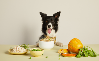 Cat - dog food initiative received an investment of 5.5 million TL!