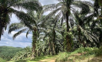 Malaysian Palm Oil Council: Demand for palm oil rises in UAE and Malaysia looks to the region to drive future export growth