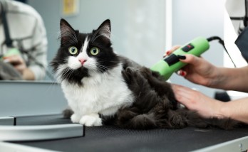 Generations Y and Z take more care of their pets