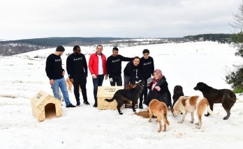 Domestic furniture company hasn't forgotten stray animals 